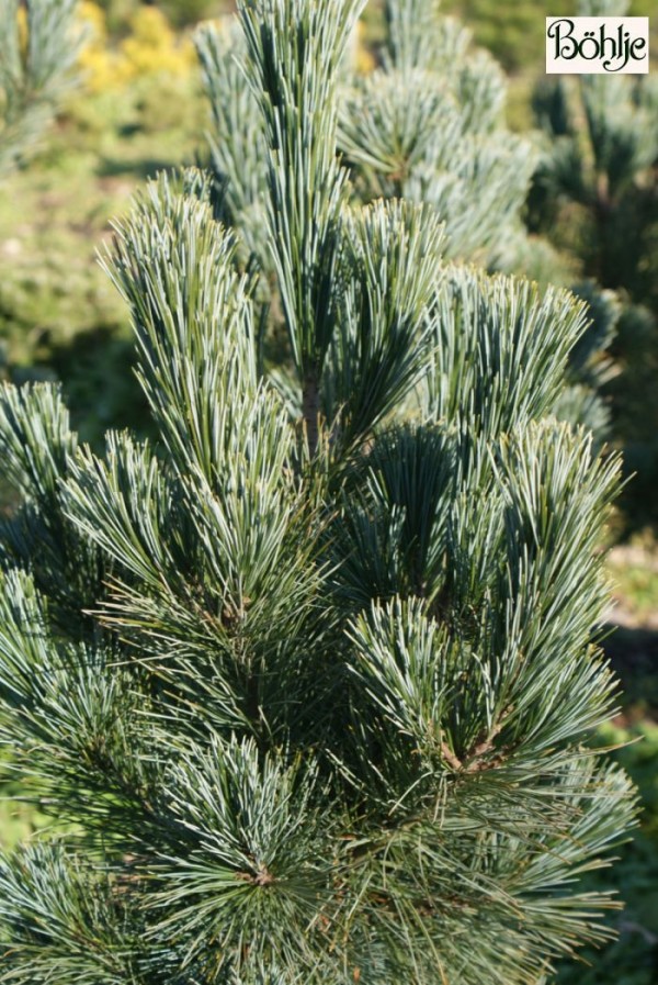 Pinus monticola 'Skyline' -Kiefer-