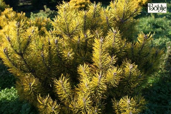 Pinus mugo 'Golden Glow'