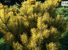 Pinus mugo 'Golden Glow'