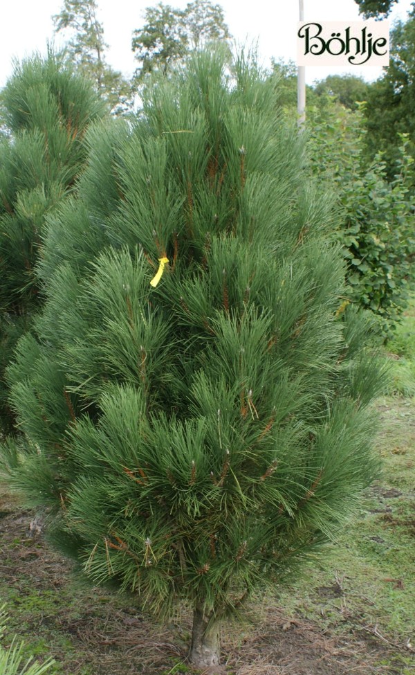 Pinus nigra 'Green Rocket'