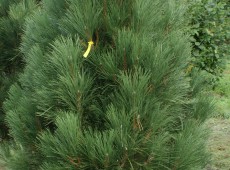 Pinus nigra 'Green Rocket'