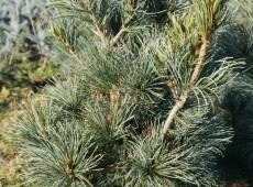 Pinus parviflora 'Blauer Engel' 