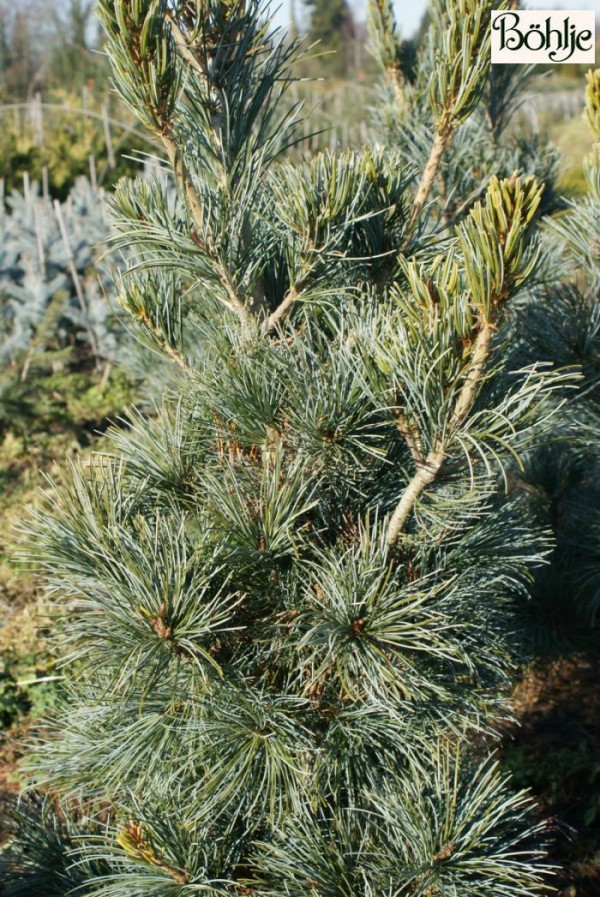Pinus parviflora 'Blauer Engel' 