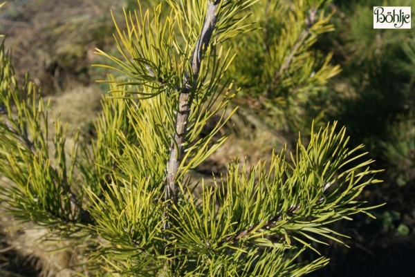 Pinus virginiana -Jersey Kiefer-