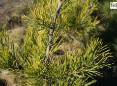 Pinus virginiana -Jersey Kiefer-