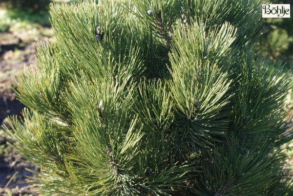 Pinus wallichiana 'Nana'