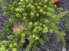 Podocarpus lawrencei -neuseeländische Steineibe-