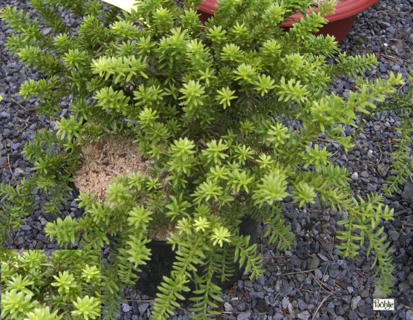 Podocarpus lawrencei -neuseeländische Steineibe-