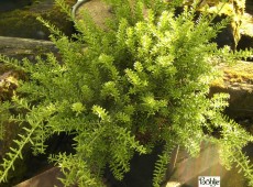 Podocarpus nivalis -Steineibe-