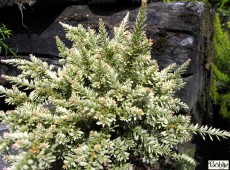 Podocarpus nivalis 'Kilworth Cream' -Neuseeländische Steineibe-