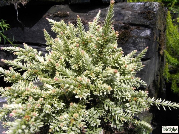 Podocarpus nivalis 'Kilworth Cream' -Neuseeländische Steineibe-