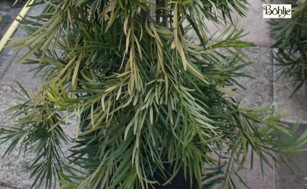 Podocarpus macrophyllus -großblättrige Steineibe-