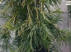 Podocarpus macrophyllus -großblättrige Steineibe-