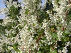 Polygonum aubertii (Fallopia aubertii) -Schlingknöterich-