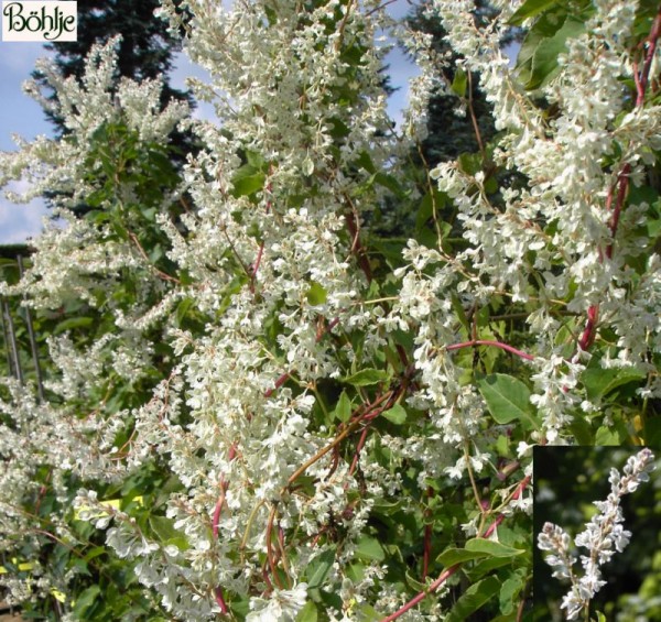 Polygonum aubertii (Fallopia aubertii) -Schlingknöterich-