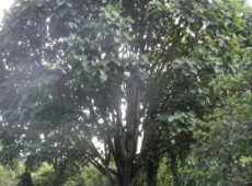 Populus wilsonii -Großblattpappel-