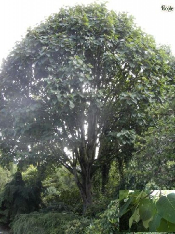 Populus wilsonii -Großblattpappel-