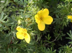 Potentilla fruticosa 'Goldteppich' 