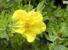 Potentilla fruticosa 'Kobold' 