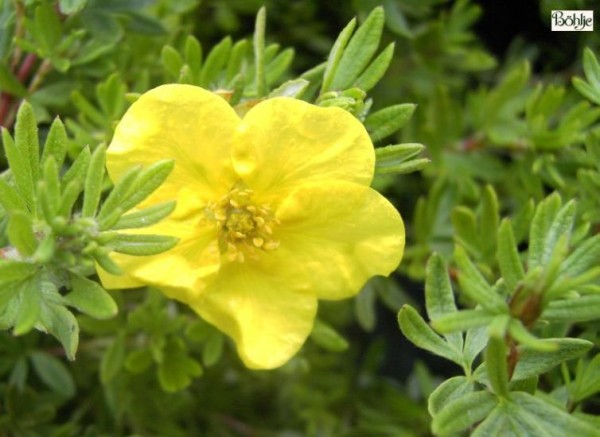 Potentilla fruticosa 'Kobold' 