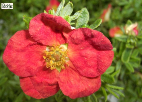 Potentilla fruticosa 'Red Ace' 