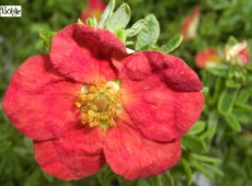 Potentilla fruticosa 'Red Ace' 