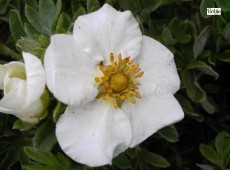 Potentilla fruticosa 'Tilford Cream' 