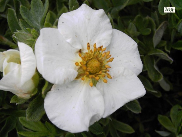 Potentilla fruticosa 'Tilford Cream' 