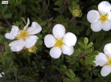 Potentilla fruticosa 'Abbotswood' -Fünffingerstrauch-