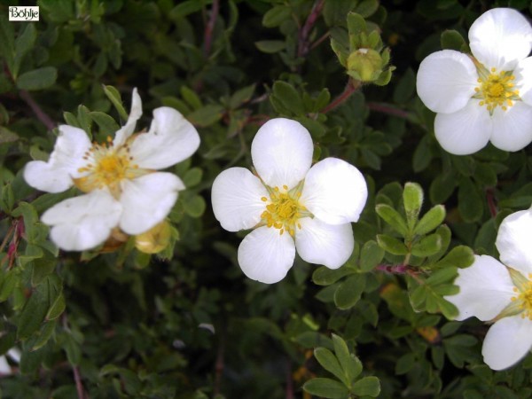 Potentilla fruticosa 'Abbotswood' -Fünffingerstrauch-