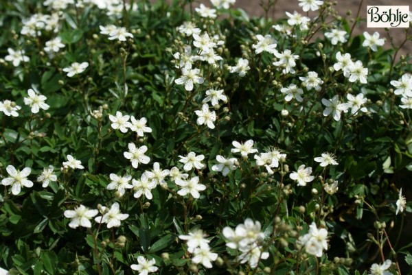 Potentilla tridentata 'Nuuk' 