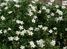 Potentilla tridentata 'Nuuk' 