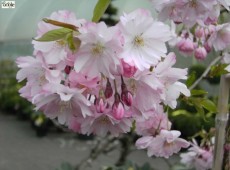 Prunus 'Accolade' -sommergrüne Zierkirsche-