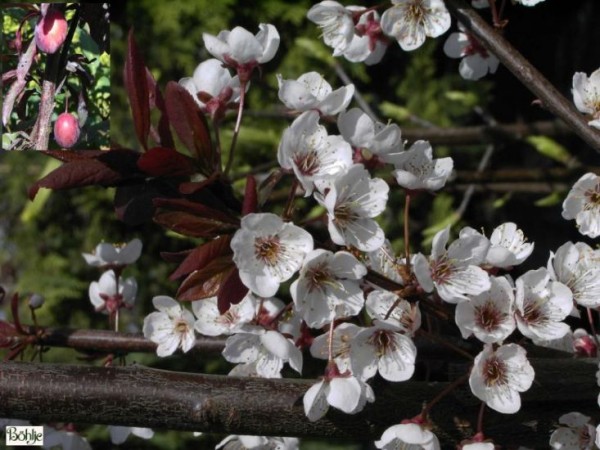 Prunus 'Trailblazer' ('Hollywood') -großfrüchtige Blutpflaume-