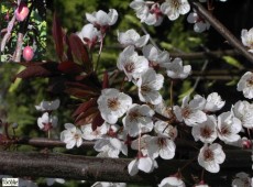 Prunus 'Trailblazer' ('Hollywood') -großfrüchtige Blutpflaume-