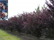 Prunus cerasifera 'Nigra' -Blutpflaume-
