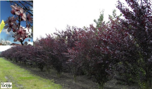 Prunus cerasifera 'Nigra' -Blutpflaume-