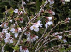 Prunus incisa 'Kojou-no-mai' -Zierkirsche-