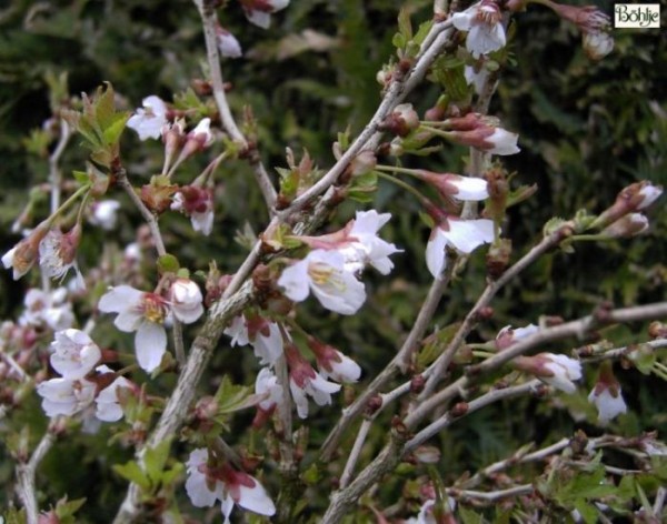 Prunus incisa 'Kojou-no-mai' -Zierkirsche-