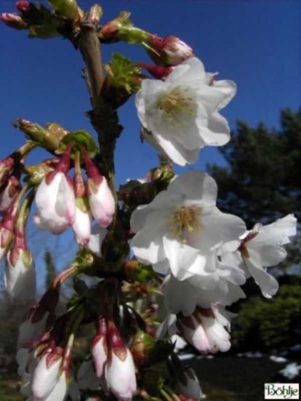 Prunus kurilensis 'Brillant' -Kurilenkirsche-