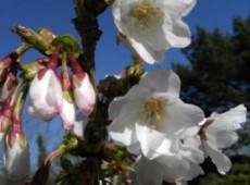 Prunus kurilensis 'Brillant' -Kurilenkirsche-