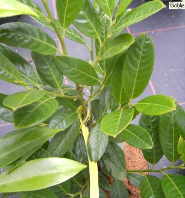 Prunus laurocerasus 'Diana' -Kirschlorbeer-