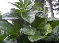 Prunus laurocerasus 'Etna' ® - Kirschlorbeer-