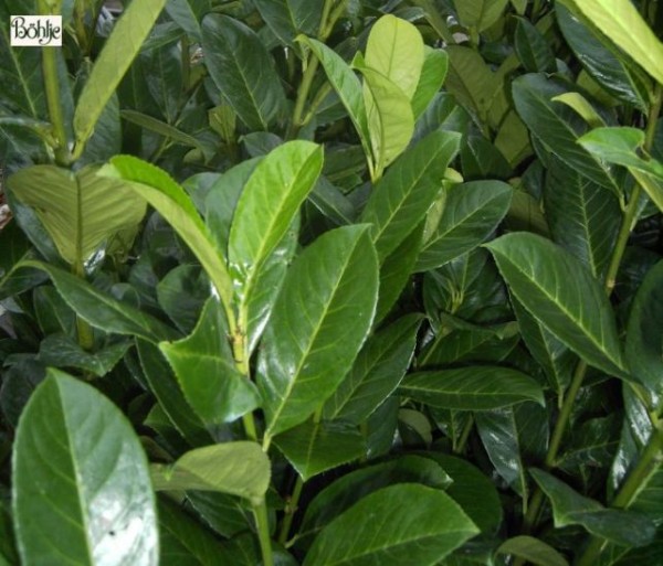 Prunus laurocerasus 'Rotundifolia'