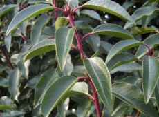 Prunus lusitanica 'Angustifolia' -portugiesische Lorbeerkirsche-