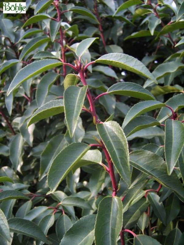 Prunus lusitanica 'Angustifolia' -portugiesische Lorbeerkirsche-
