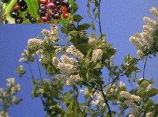 Prunus padus -Trauben- Kirsche-