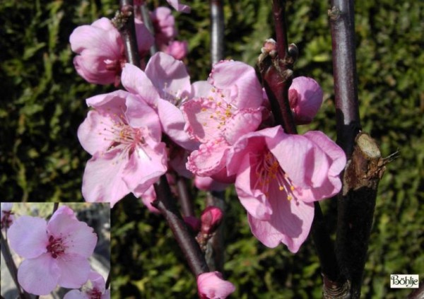 Prunus persicoides 'Spring Glow' 