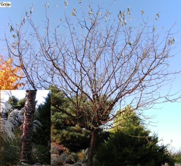 Prunus serrula -Mahagoni Kirsche-