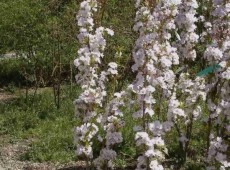 Prunus serrulata 'Amanogawa' -Säulenzierkirsche-